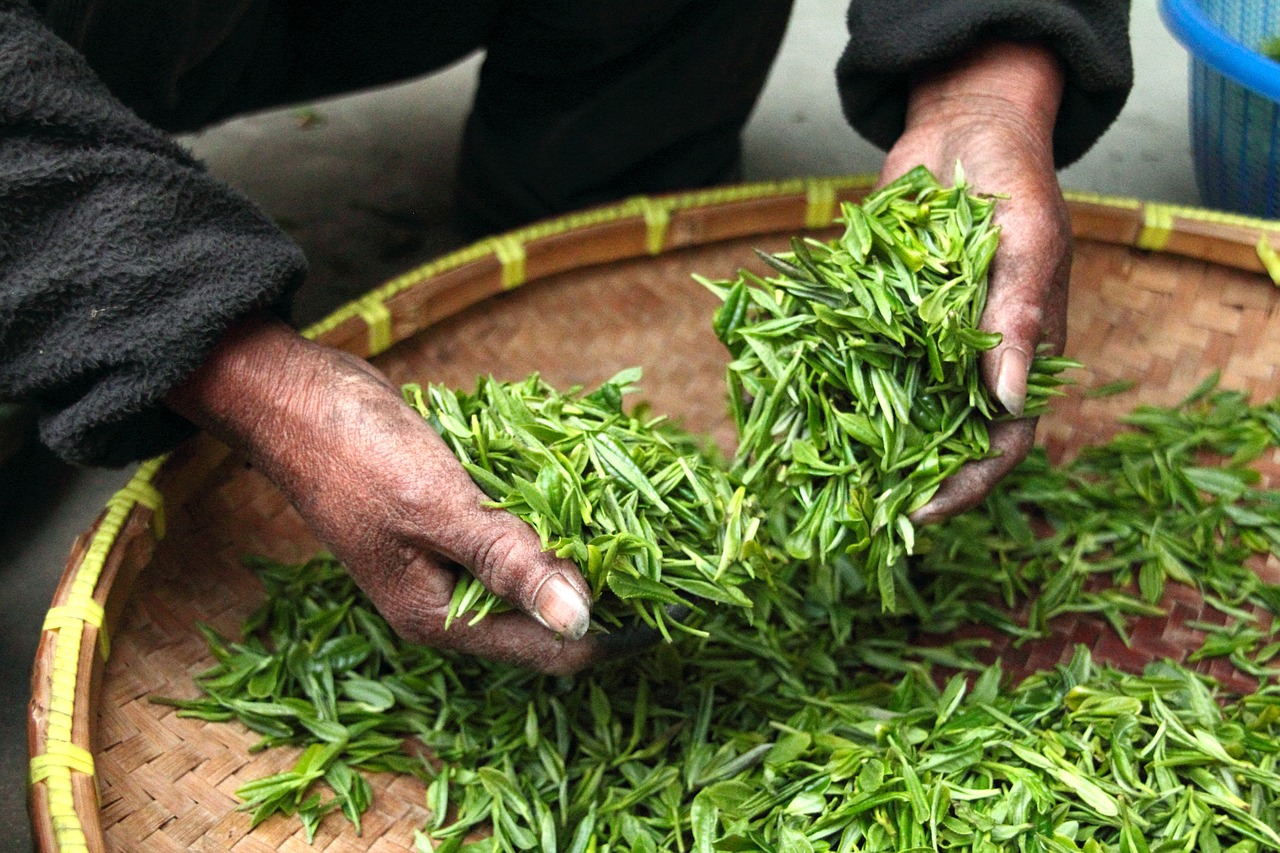 Verdigris Tea Wholesale - Picking Tea Leaves